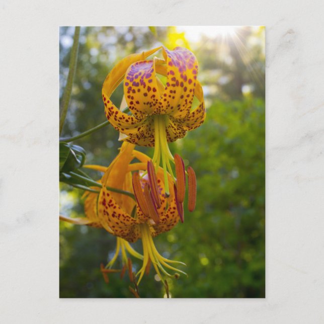 Cartão Postal Humboldt Lily Sunburst (Frente)
