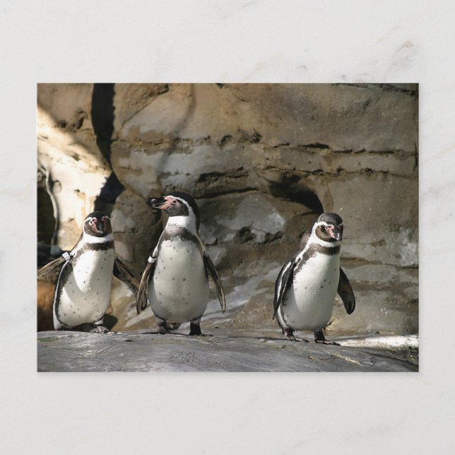 Cartão Postal Humboldt Penguin (Frente)