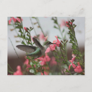 Cartão postal Hummer no Verão II