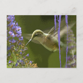 Cartão Postal Humming Bird Harmony