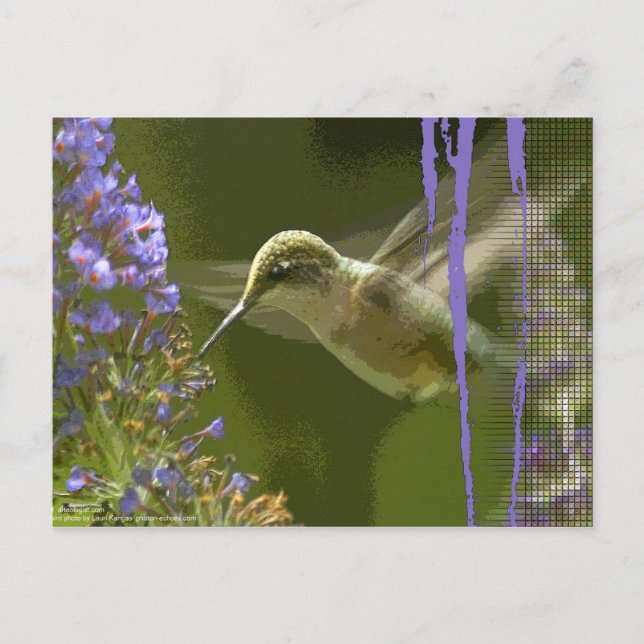 Cartão Postal Humming Bird Harmony (Frente)