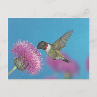 Cartão Postal Hummingbird