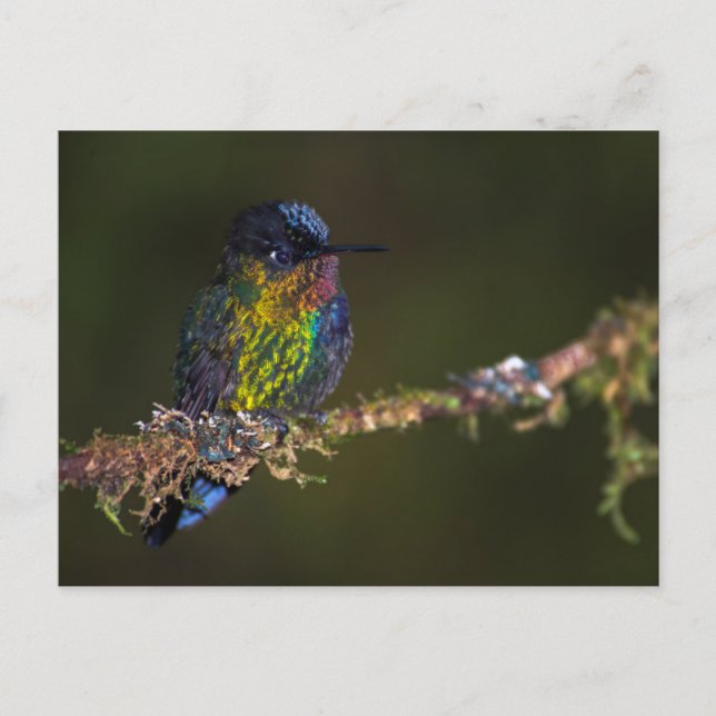 Cartão Postal Hummingbird (Frente)