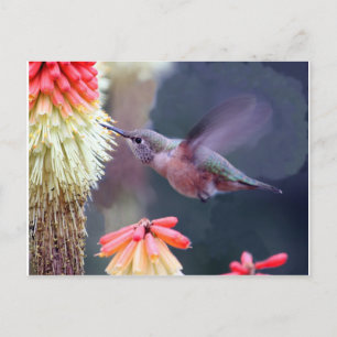 Cartão Postal Hummingbird