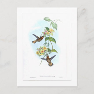 Cartão Postal Hummingbird