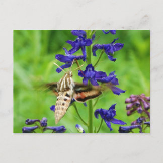 Cartão Postal Hummingbird