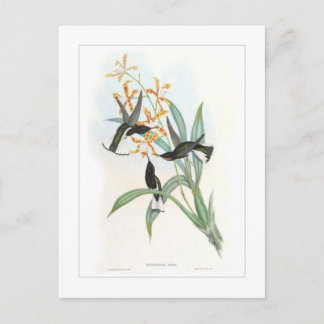 Cartão Postal Hummingbird