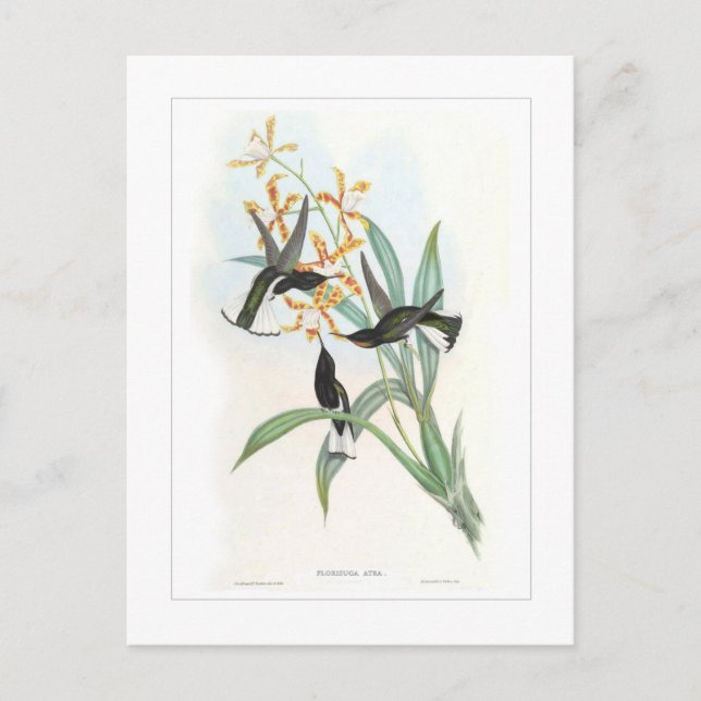Cartão Postal Hummingbird (Frente)