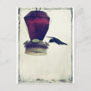 Cartão Postal Hummingbird 2