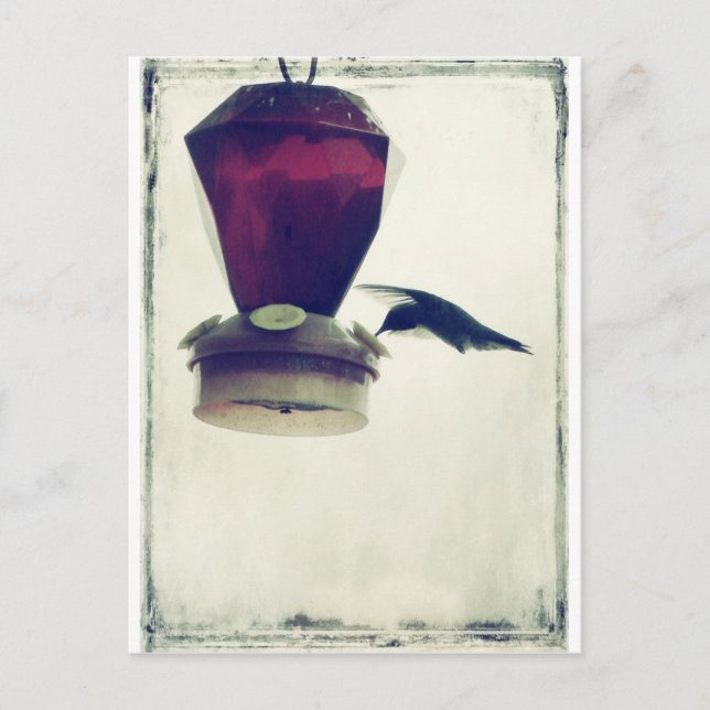 Cartão Postal Hummingbird 2 (Frente)