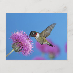 Cartão Postal Hummingbird com garganta