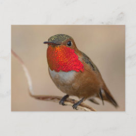 Cartão Postal Hummingbird com garganta de laranja espetacular