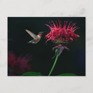Cartão Postal Hummingbird com garganta de rubi em Bee Balm