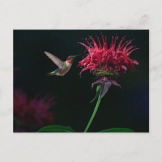 Cartão Postal Hummingbird com garganta de rubi em Bee Balm