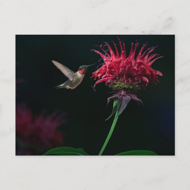 Cartão Postal Hummingbird com garganta de rubi em Bee Balm (Frente)