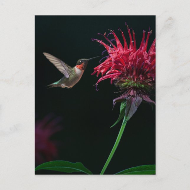 Cartão Postal Hummingbird com garganta de rubi em Bee Balm (Frente)