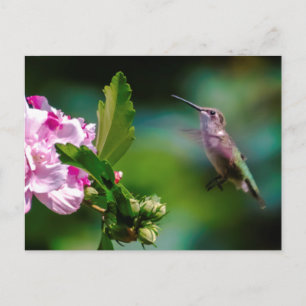 Cartão Postal Hummingbird com garganta de rubi - Fotografia orig