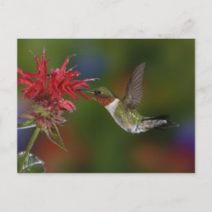 Cartão Postal Hummingbird com garganta-seca masculina