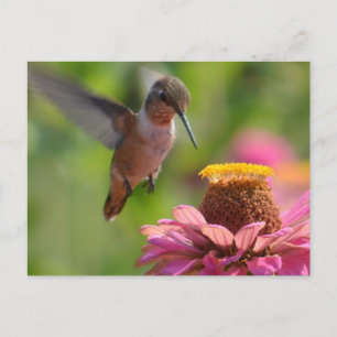 Cartão Postal Hummingbird com Zinnias