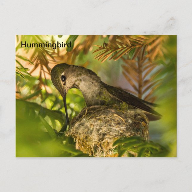 Cartão Postal Hummingbird constrói um ninho - Cartão-postal (Frente)