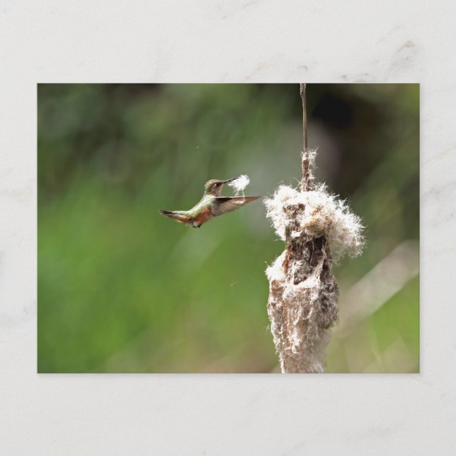Cartão Postal Hummingbird Construindo um Ninho (Frente)