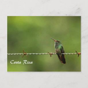 Cartão postal Hummingbird Costa Rica