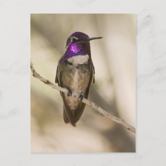 Cartão Postal Hummingbird da Costa