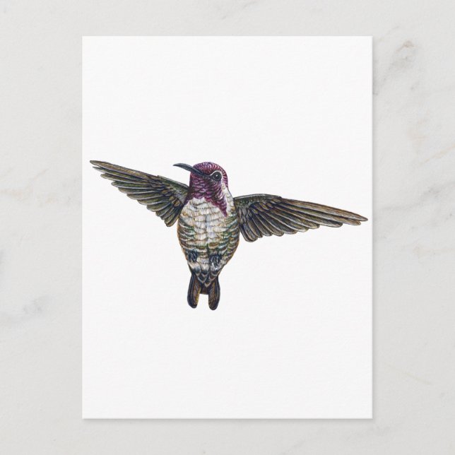 Cartão Postal Hummingbird da Costa (Frente)