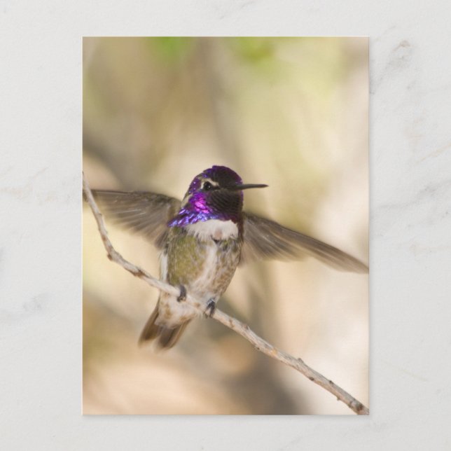 Cartão Postal Hummingbird da Costa (Frente)