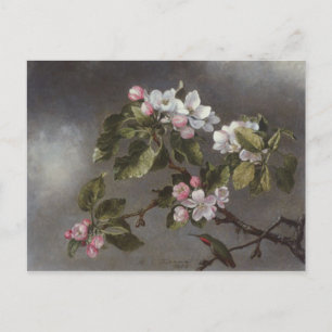 Cartão Postal Hummingbird e Apple Blossoms Martin J. Cabeça