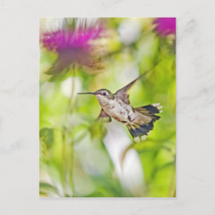 Cartão Postal Hummingbird e Bee Balm