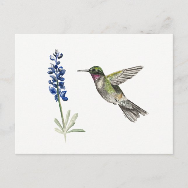 Cartão Postal Hummingbird e Bluebonnet (Frente)
