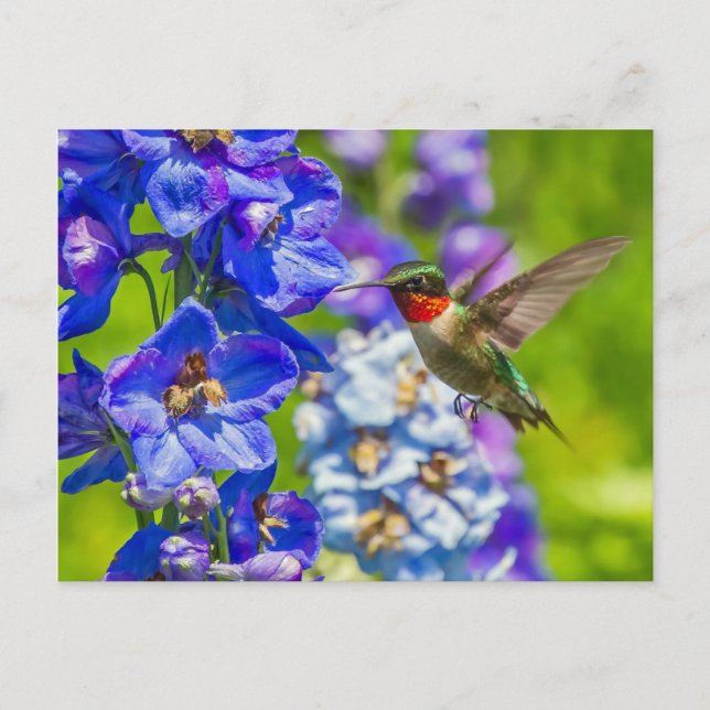 Cartão Postal Hummingbird E Delfinium (Frente)