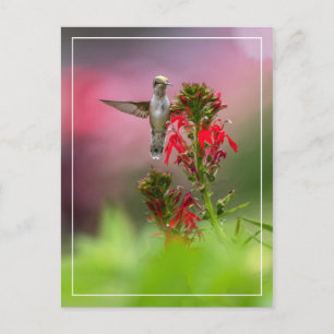 Cartão Postal Hummingbird E Flor Cardinal