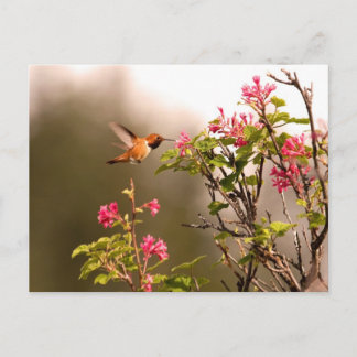Cartão Postal Hummingbird e Flores