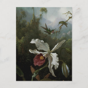 Cartão Postal Hummingbird e Orquídea Branca por Martin J. Heade