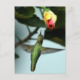 Cartão Postal Hummingbird E Rosa Amarelo