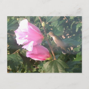 Cartão Postal Hummingbird e Rosa de Sharon