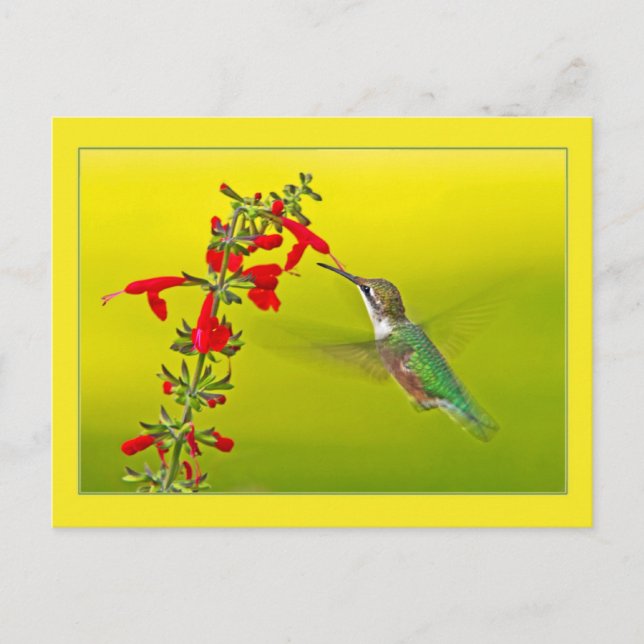 Cartão Postal Hummingbird e Salvia (Frente)