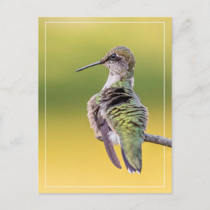 Cartão Postal Hummingbird Em Alerta