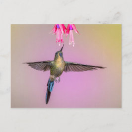 Cartão Postal Hummingbird exótico com cauda longa