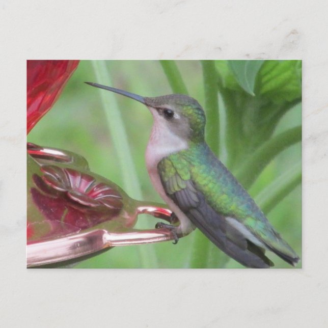 Cartão Postal Hummingbird feeding Postcard (Frente)