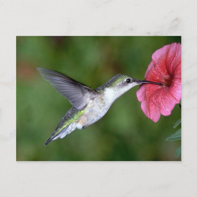 Cartão Postal Hummingbird (fêmea) com tromba rubi com petúnia (Frente)