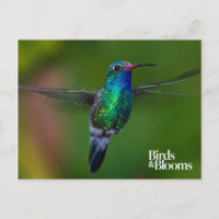 Hummingbird flutuante