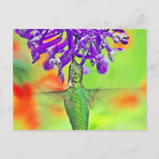Cartão Postal Hummingbird, Hetero (Frente)