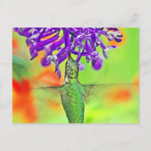 Cartão Postal Hummingbird, Hetero Para Cima