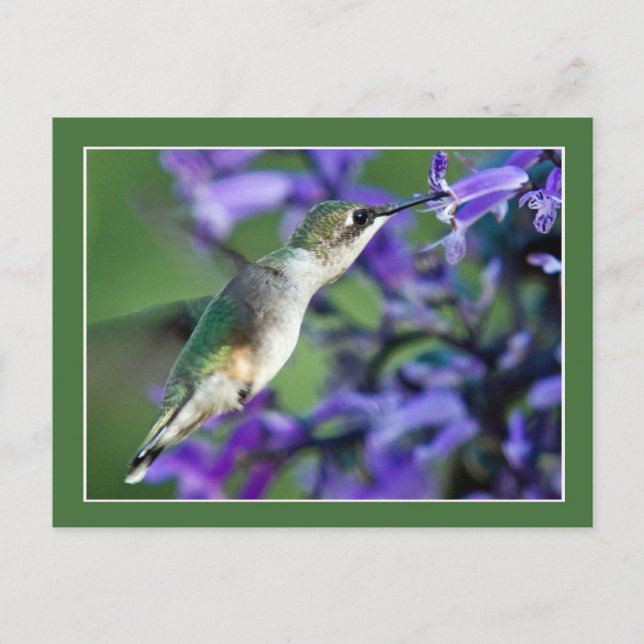 Cartão Postal Hummingbird Hover (Frente)