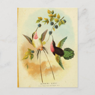 Cartão Postal Hummingbird, Ilustração de Aves, Arte de Aves, Vin