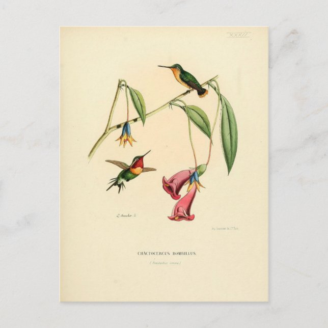 Cartão Postal Hummingbird, Ilustração de Aves, Arte de Aves, Vin (Frente)