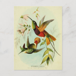 Cartão Postal Hummingbird, Ilustração de Aves, Arte de Aves, Vin